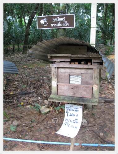 การเลี้ยงผึ้ง ศูนย์เรียนรู้เศรษฐกิจพอเพียงบ้านเขากลม