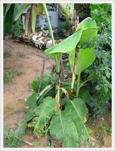 กล้วยหัวกลับ การปลูกพืชตีกลับ ศูนย์เรียนรู้เศรษฐกิจพอเพียงบ้านเขากลม